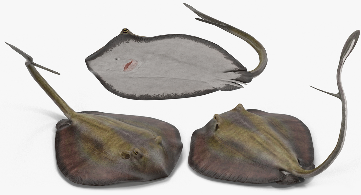 3D model Stingray Pose 2