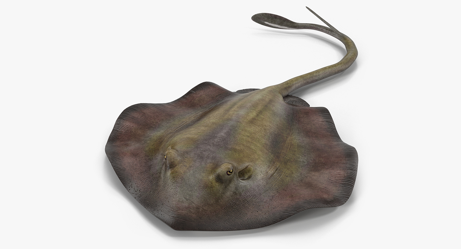 3D model Stingray Pose 3