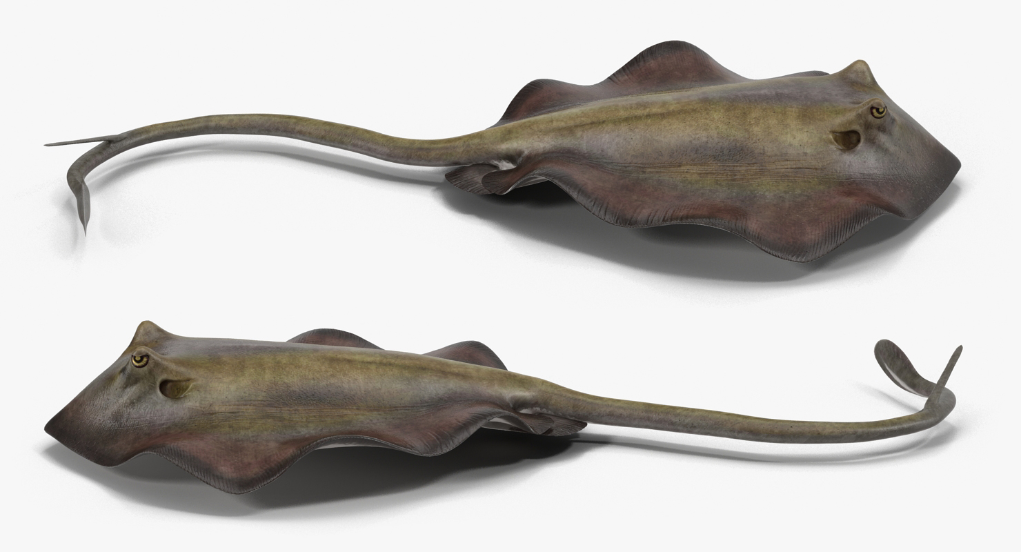 3D model Stingray Pose 3