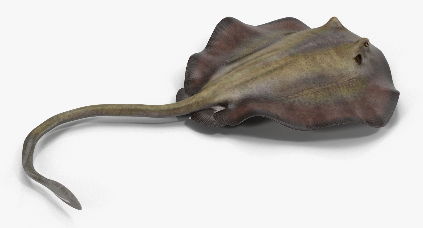 3D model Stingray Pose 3