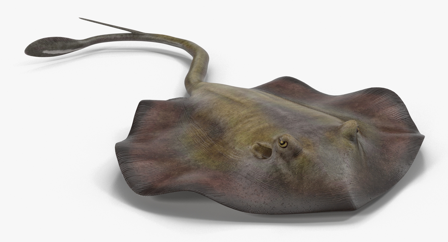 3D model Stingray Pose 3