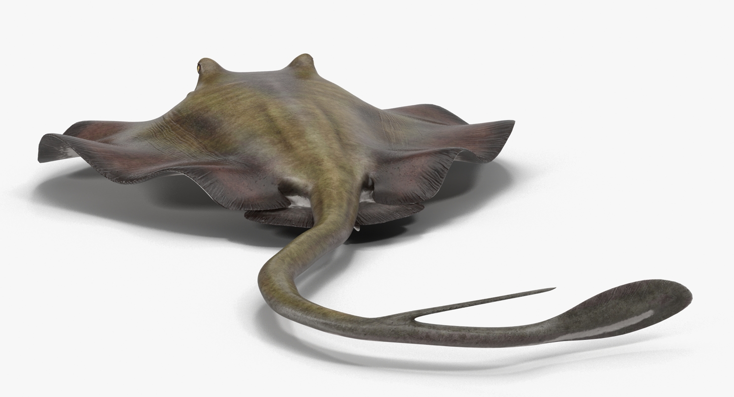 3D model Stingray Pose 3