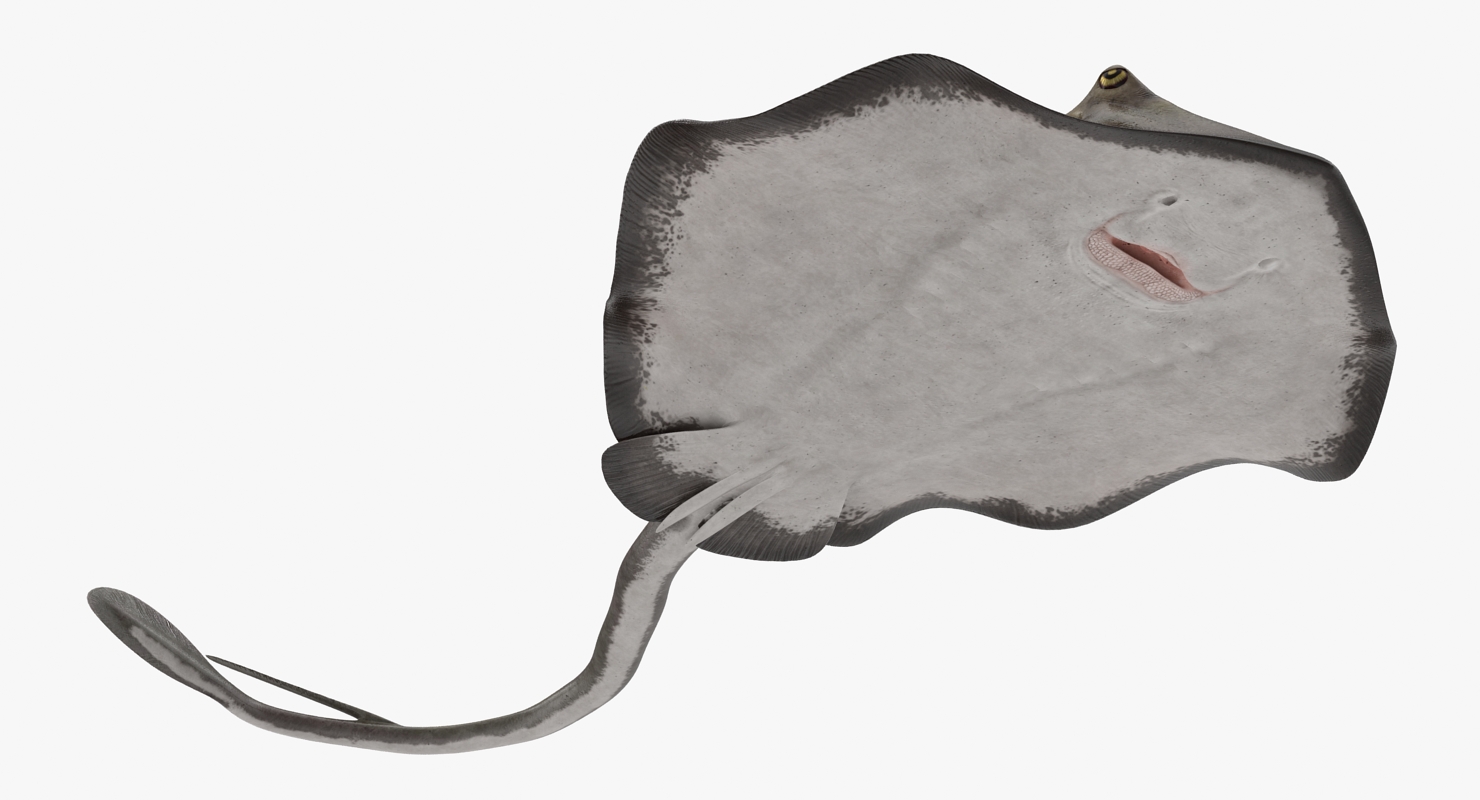 3D model Stingray Pose 3