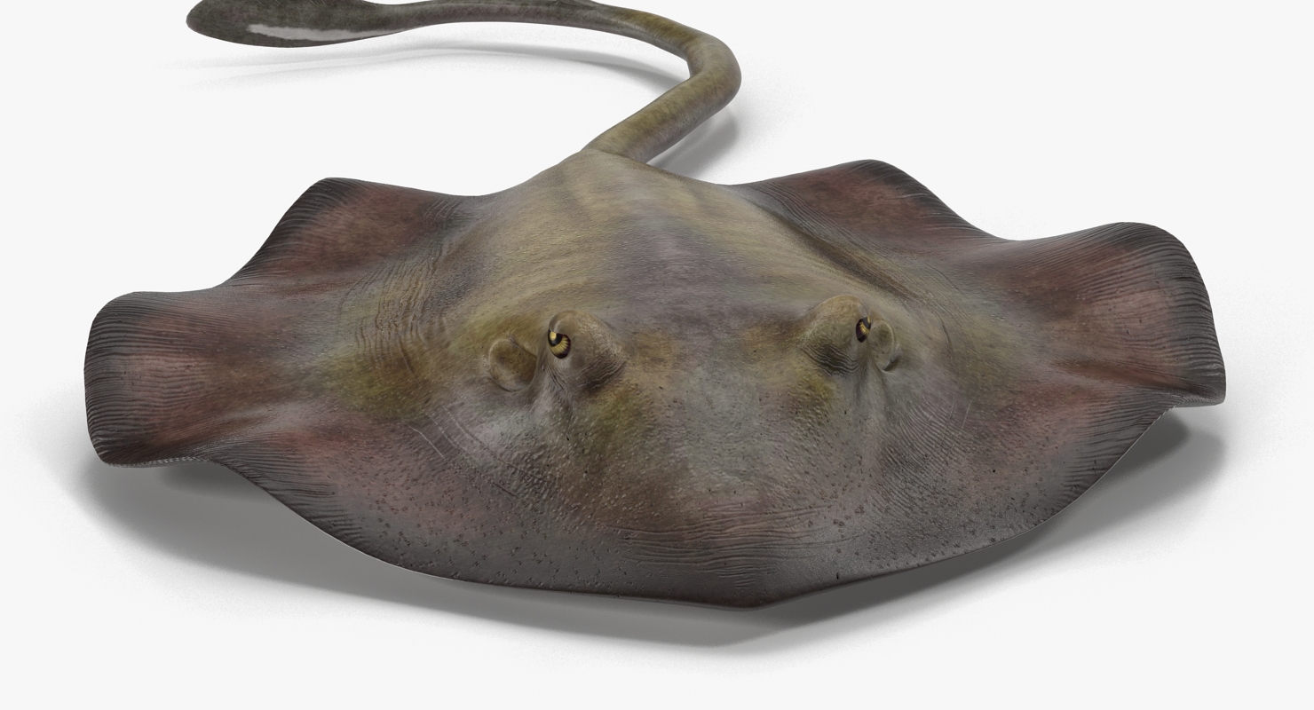 3D model Stingray Pose 3