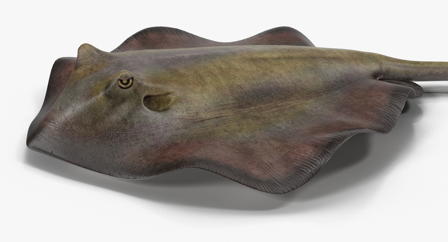 3D model Stingray Pose 3