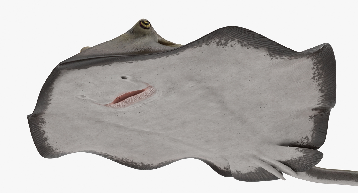 3D model Stingray Pose 3