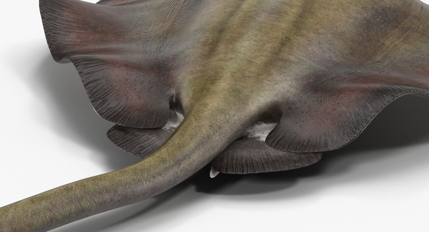 3D model Stingray Pose 3