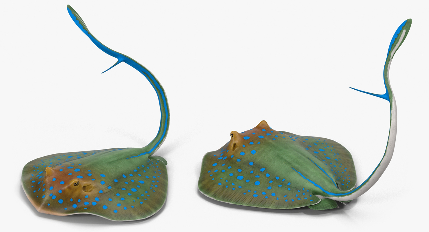 3D Blue Spotted Stingray Pose 2 model