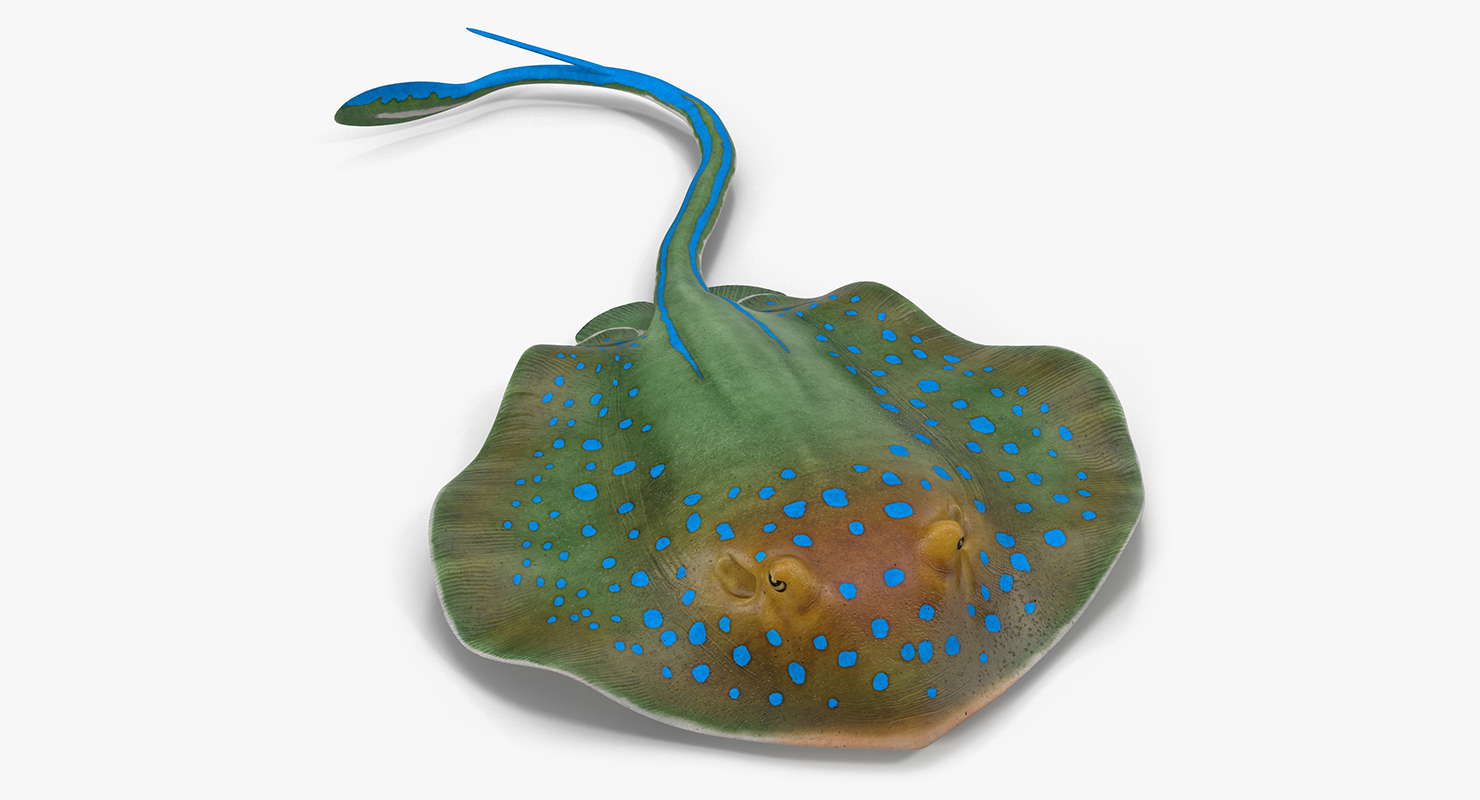 3D Blue Spotted Stingray Pose 3 model