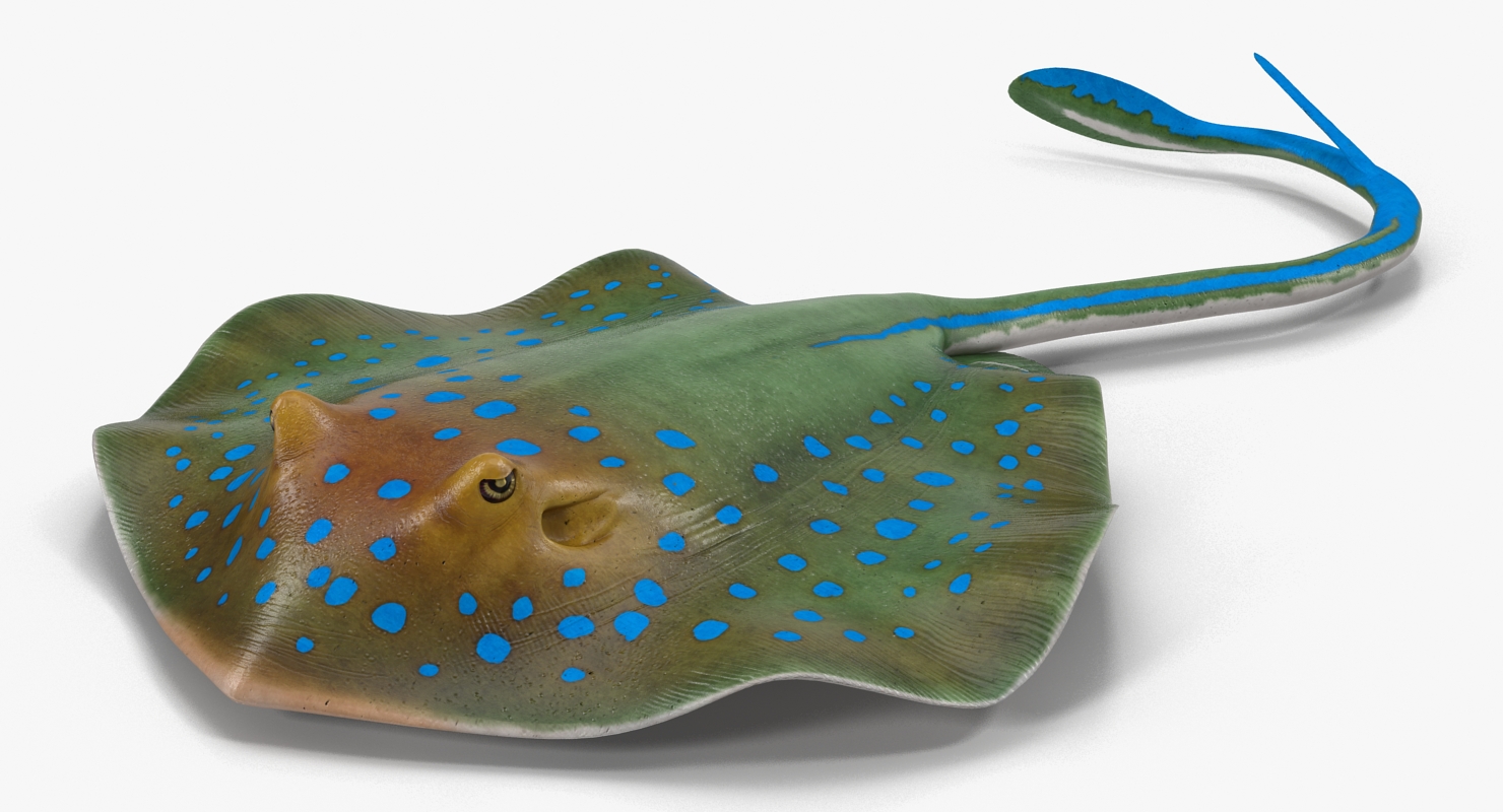 3D Blue Spotted Stingray Pose 3 model