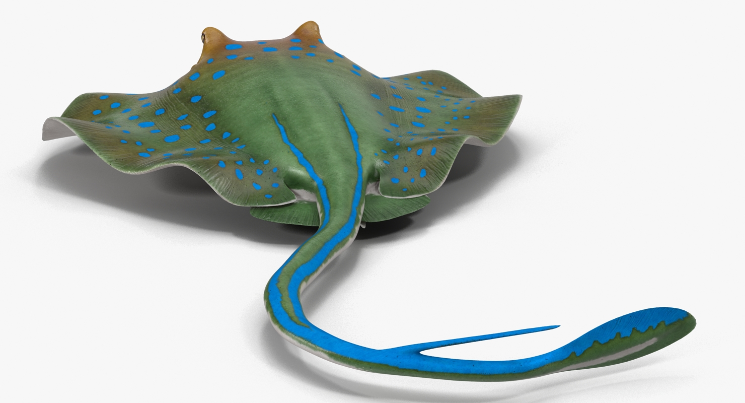 3D Blue Spotted Stingray Pose 3 model