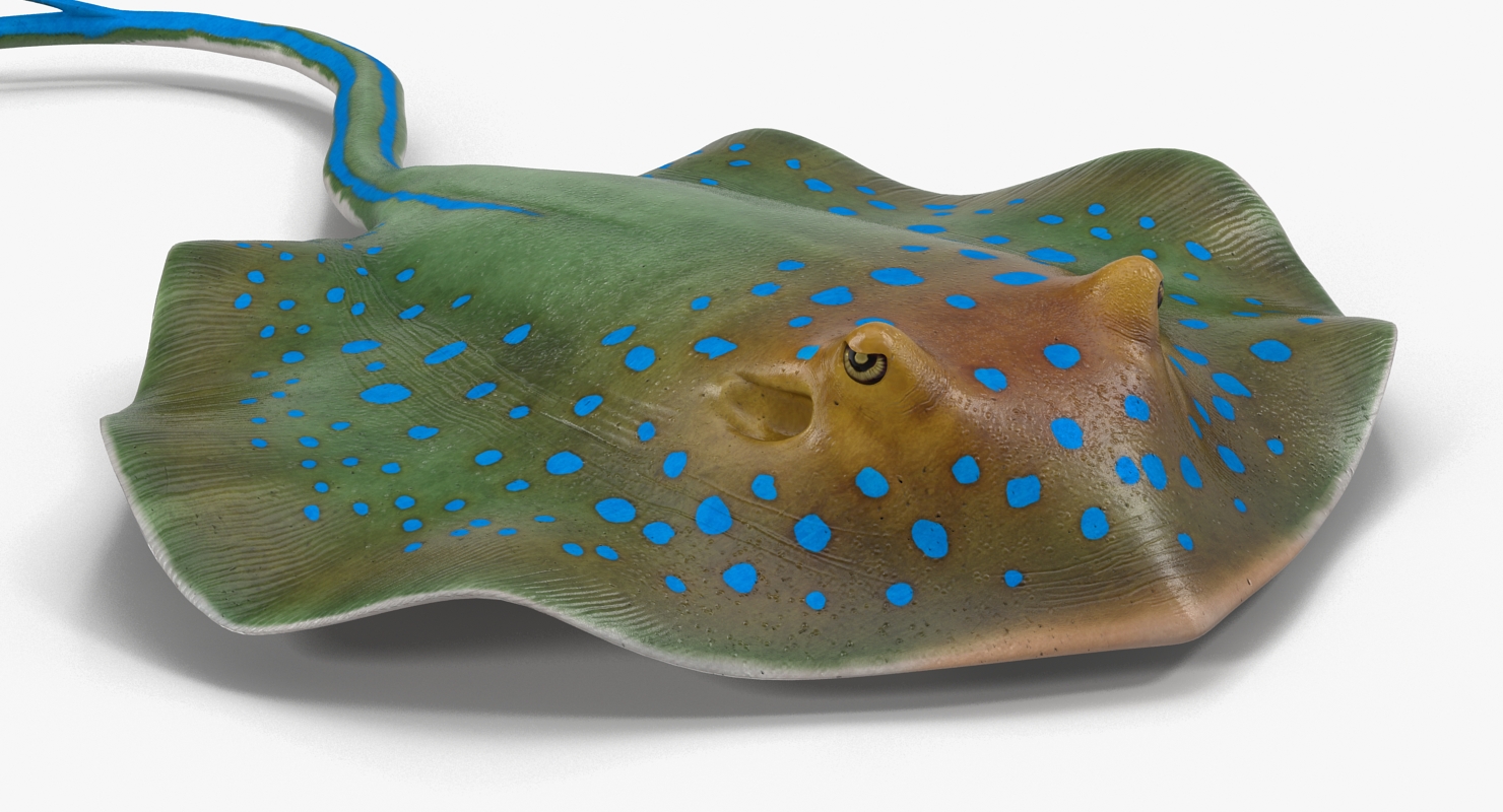 3D Blue Spotted Stingray Pose 3 model