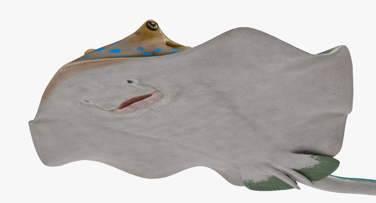 3D Blue Spotted Stingray Pose 3 model