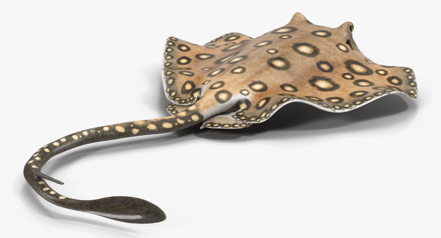 3D River Stingray Rigged