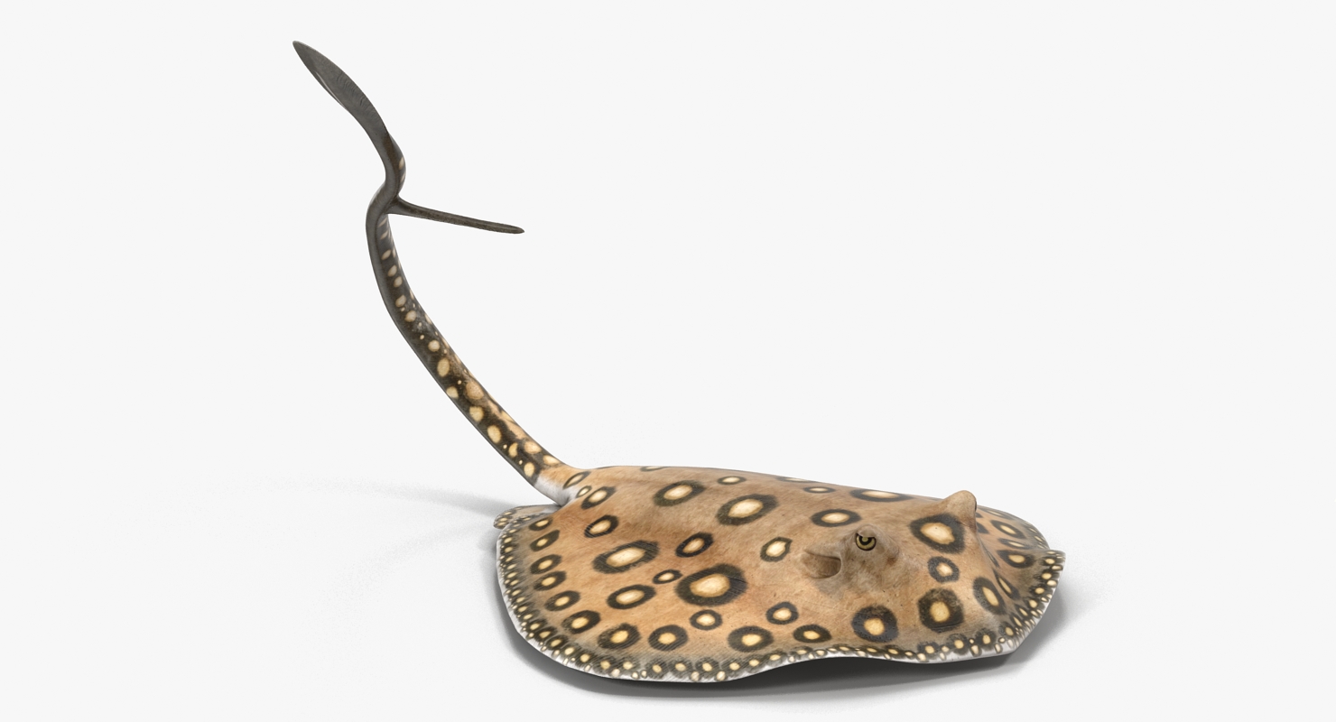 3D River Stingray Pose 2