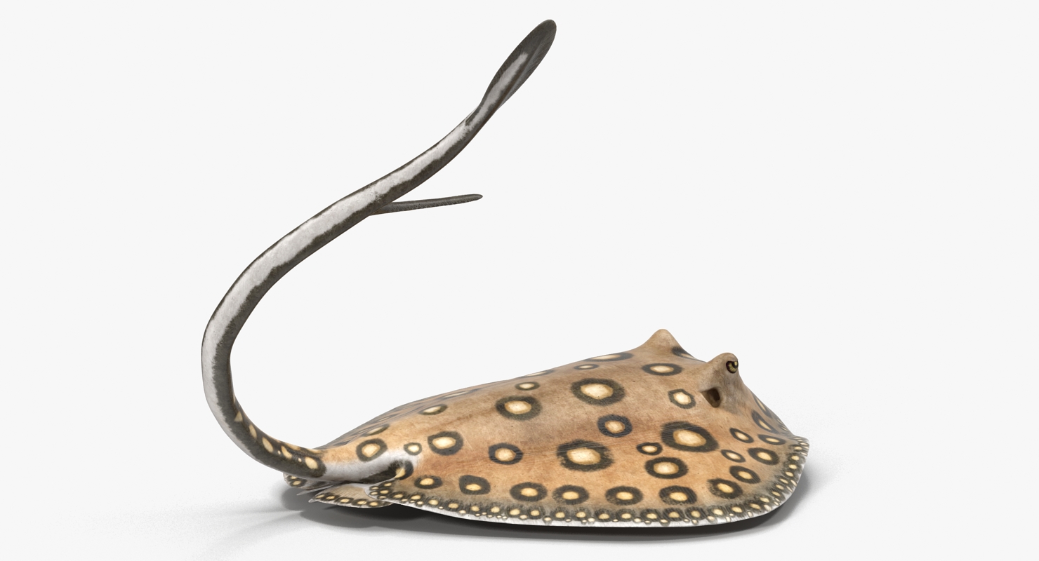 3D River Stingray Pose 2