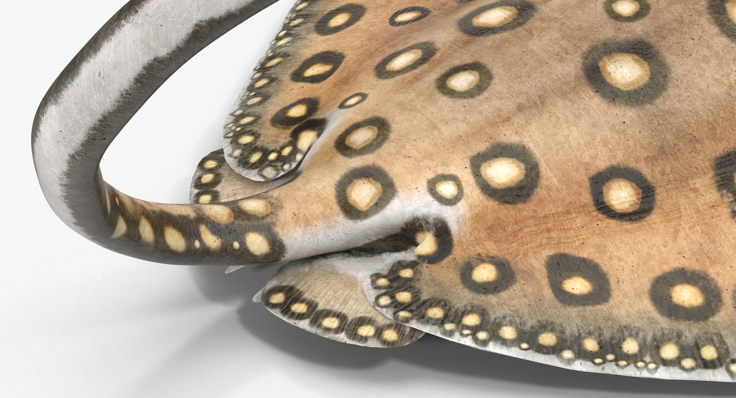 3D River Stingray Pose 2