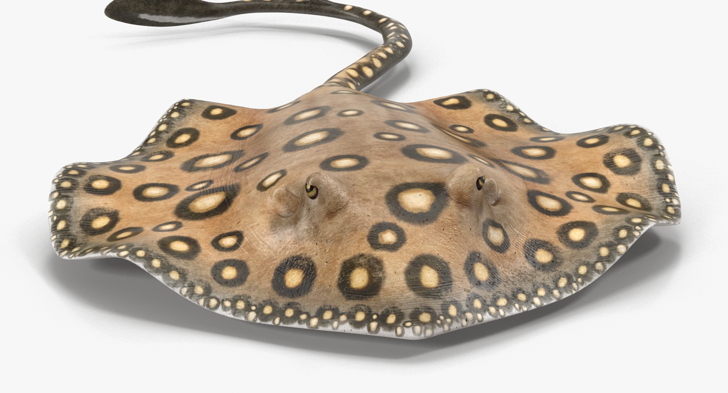 3D River Stingray Pose 3