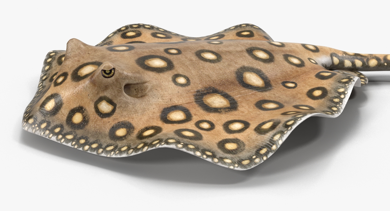 3D River Stingray Pose 3