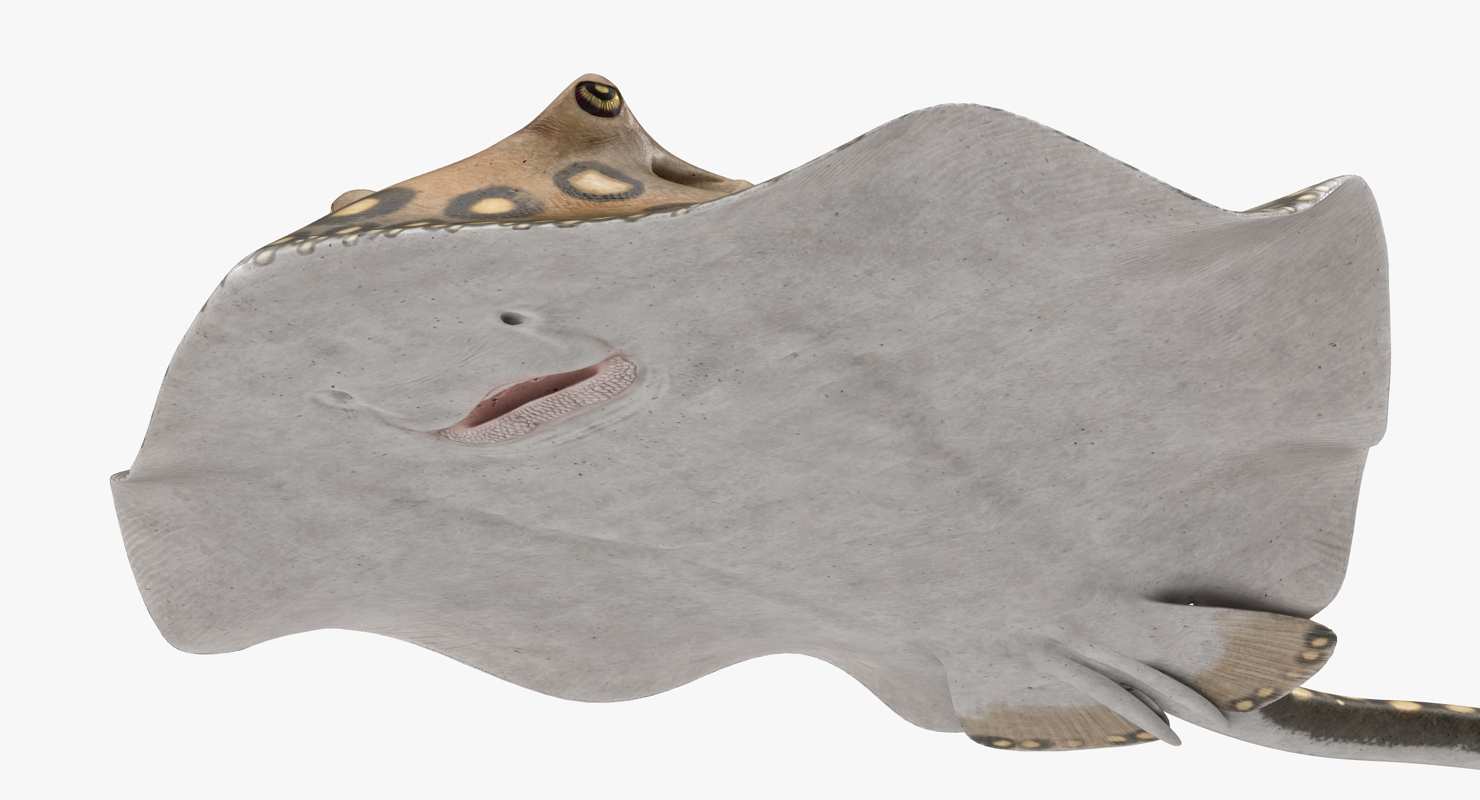 3D River Stingray Pose 3