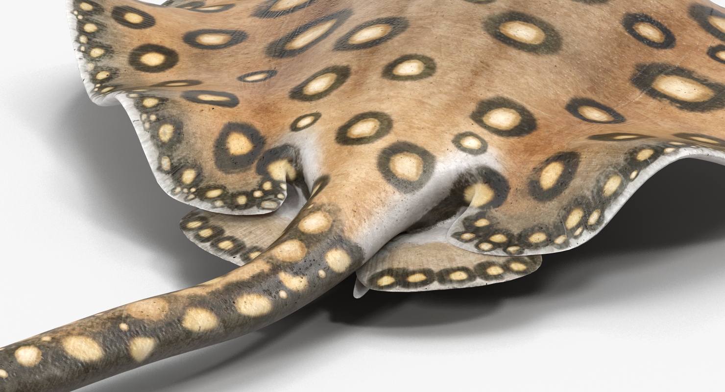 3D River Stingray Pose 3