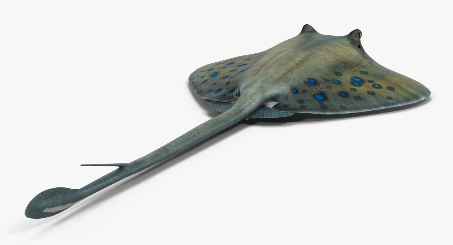 3D Spotted Stingray Rigged model