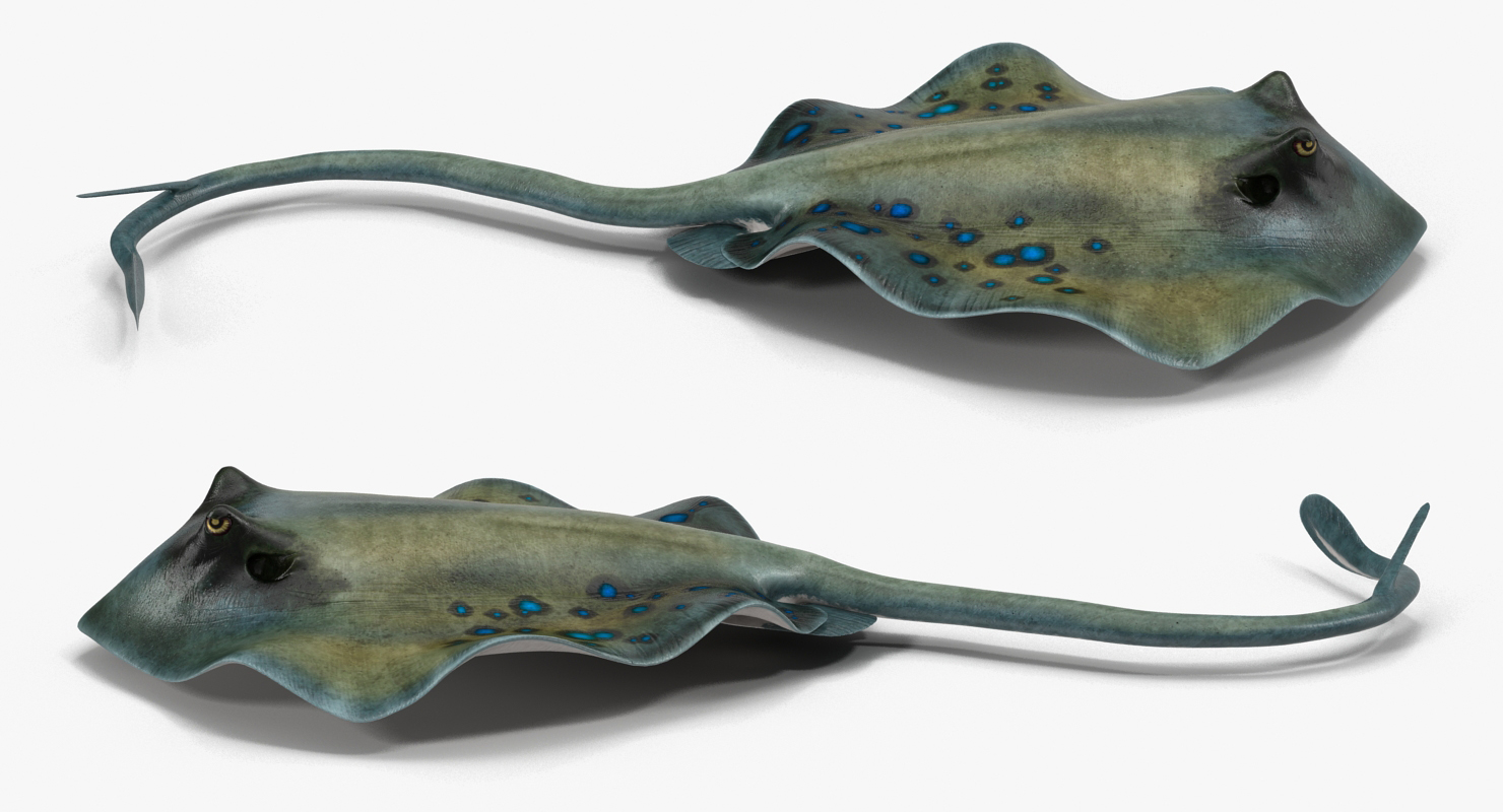 3D Spotted Stingray Pose 3 model