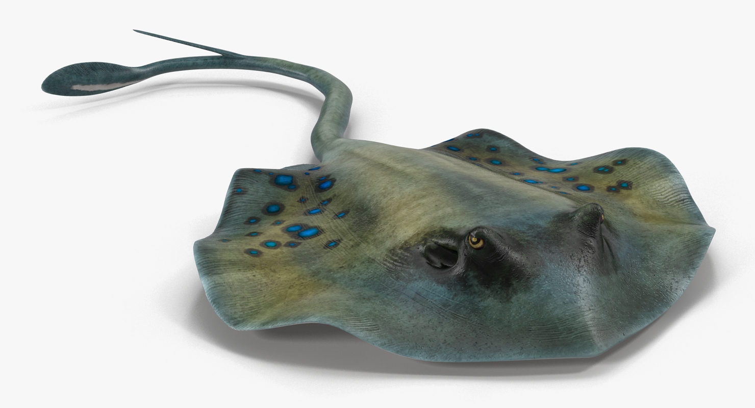 3D Spotted Stingray Pose 3 model