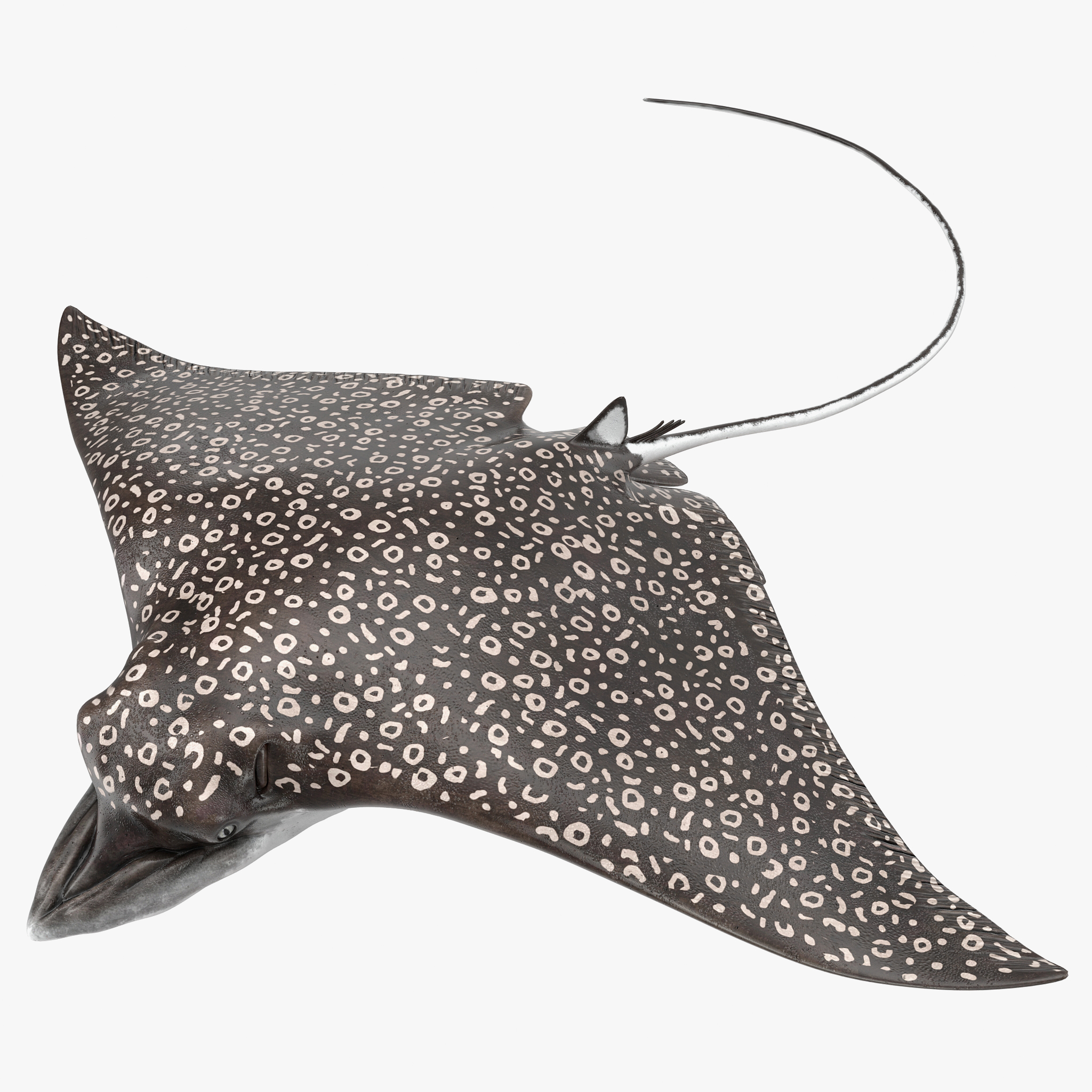 3D Eagle Ray Pose 3