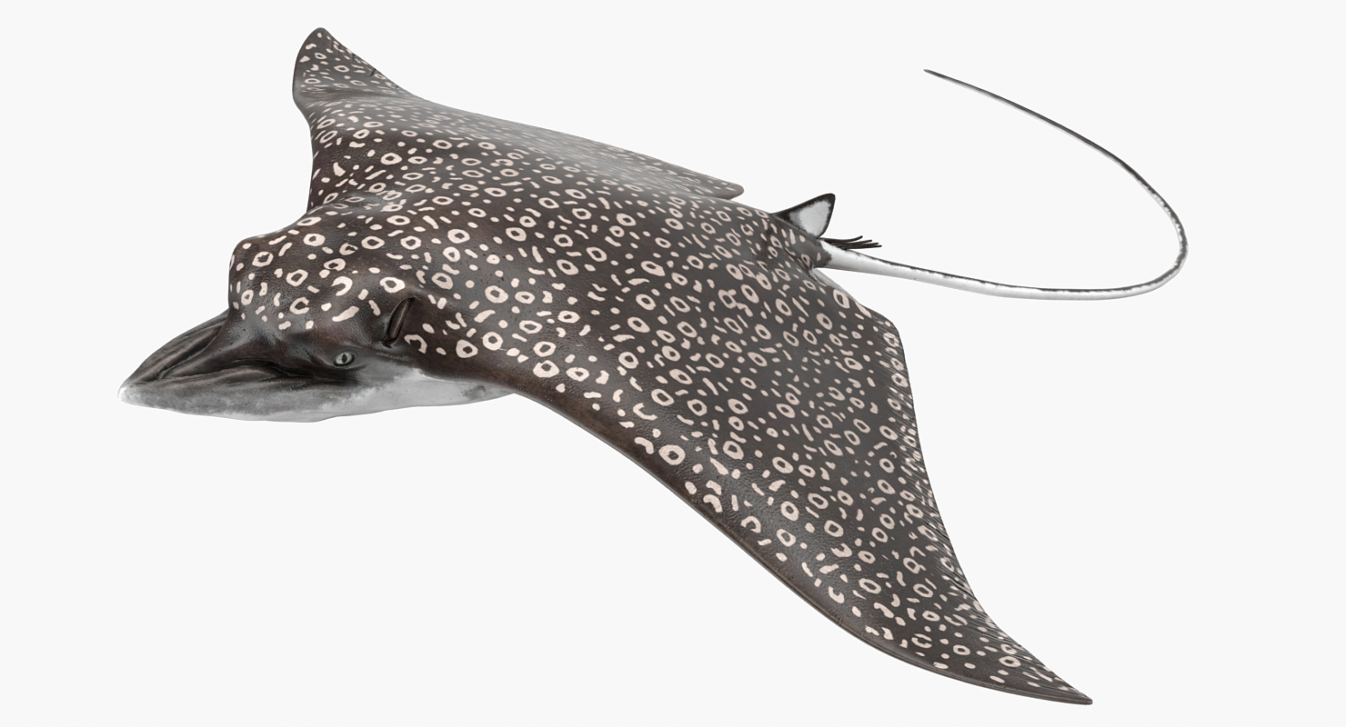 3D Eagle Ray Pose 3