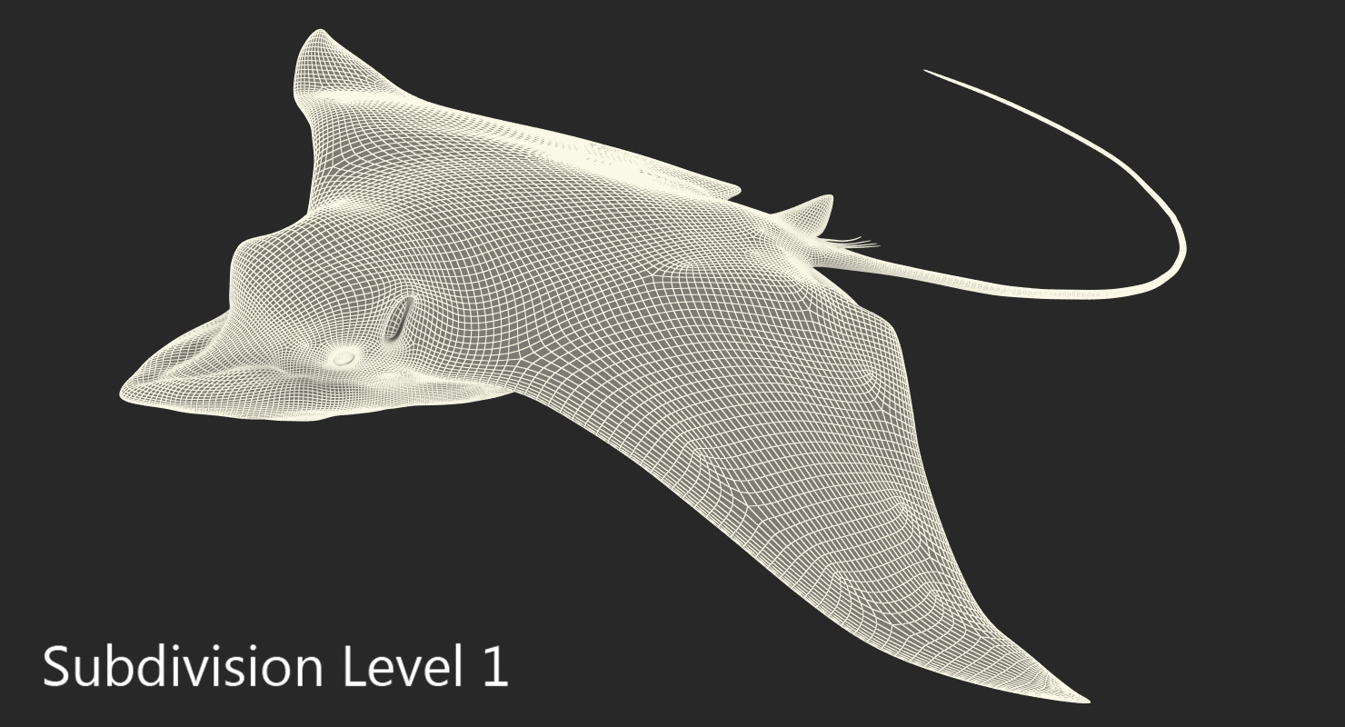 3D Eagle Ray Pose 3