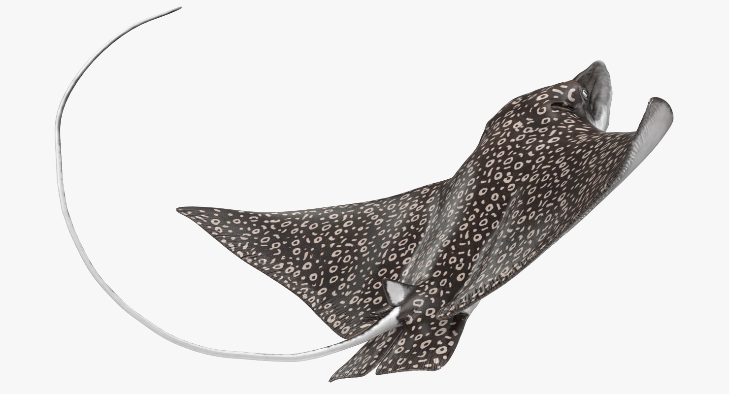 3D Eagle Ray Rigged