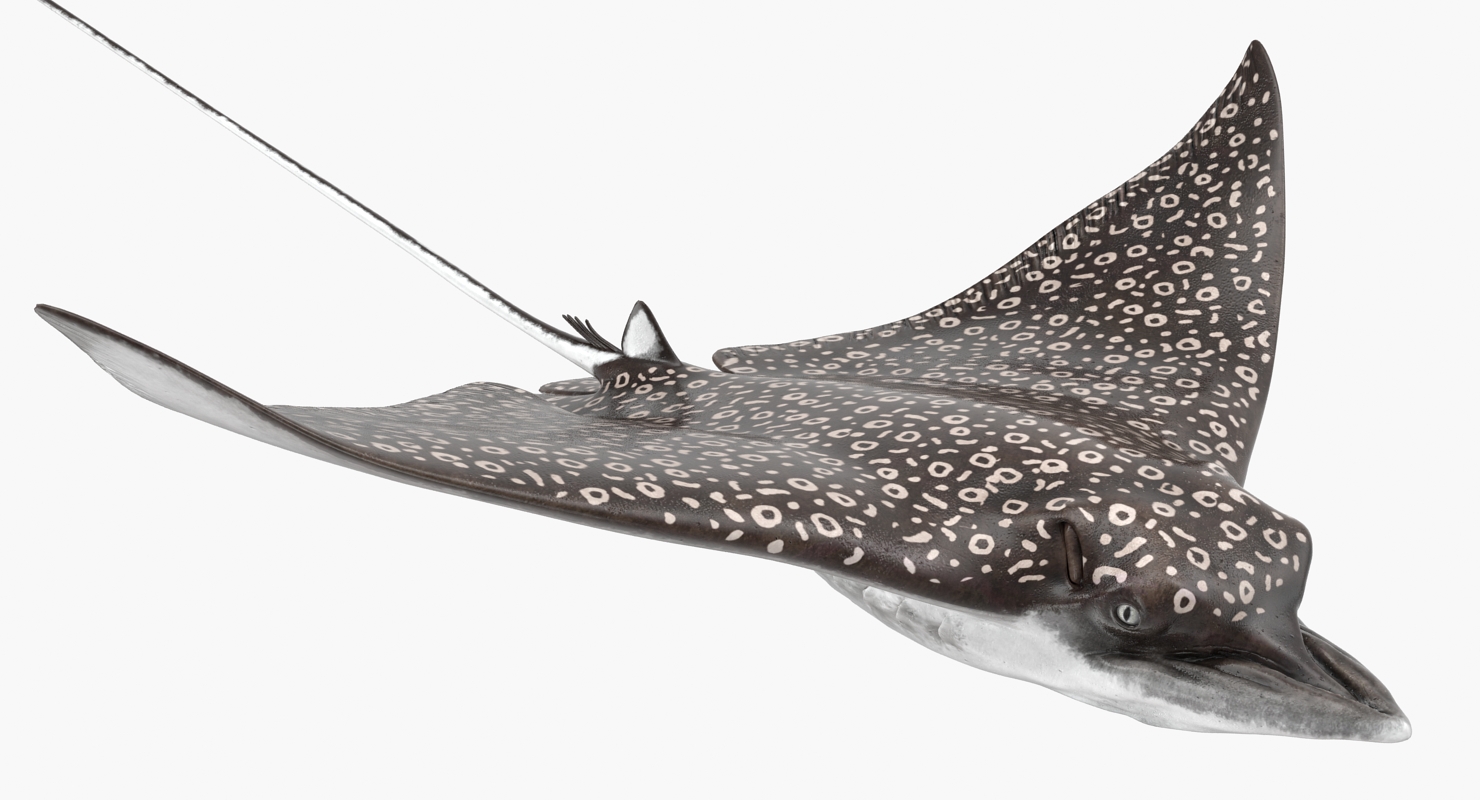 3D Eagle Ray Rigged