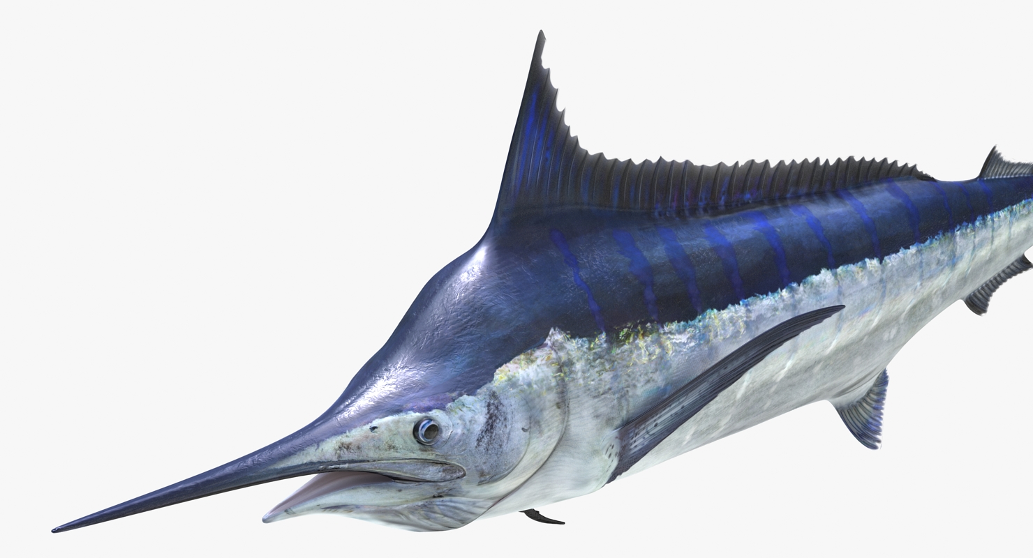 3D Blue Marlin Rigged model