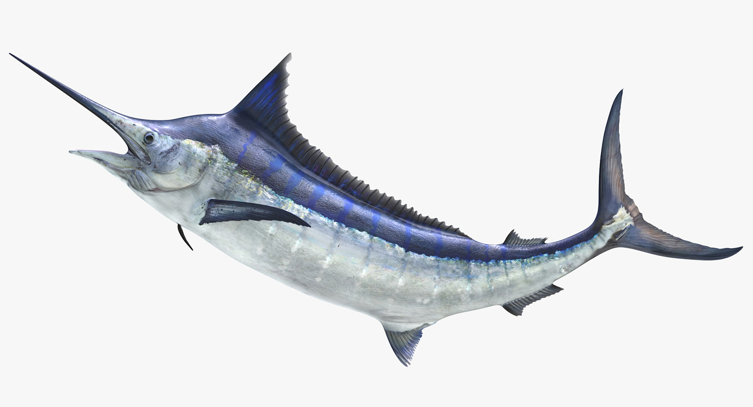 3D Blue Marlin Pose 2 model