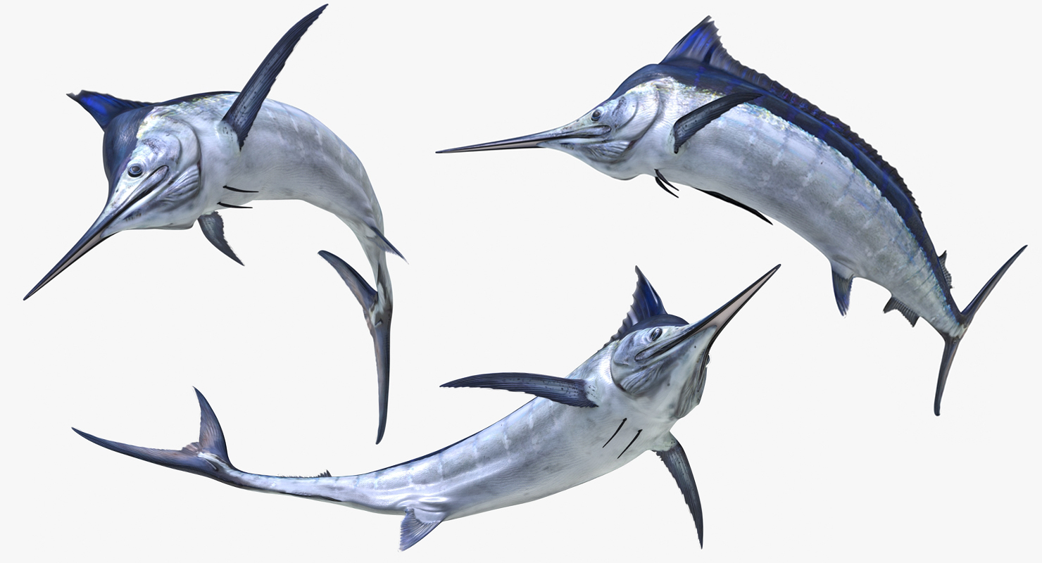 3D Blue Marlin Pose 3 model