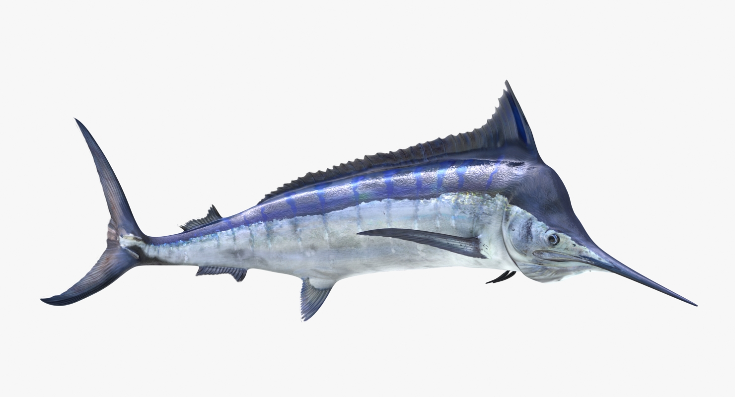 3D Blue Marlin Pose 3 model