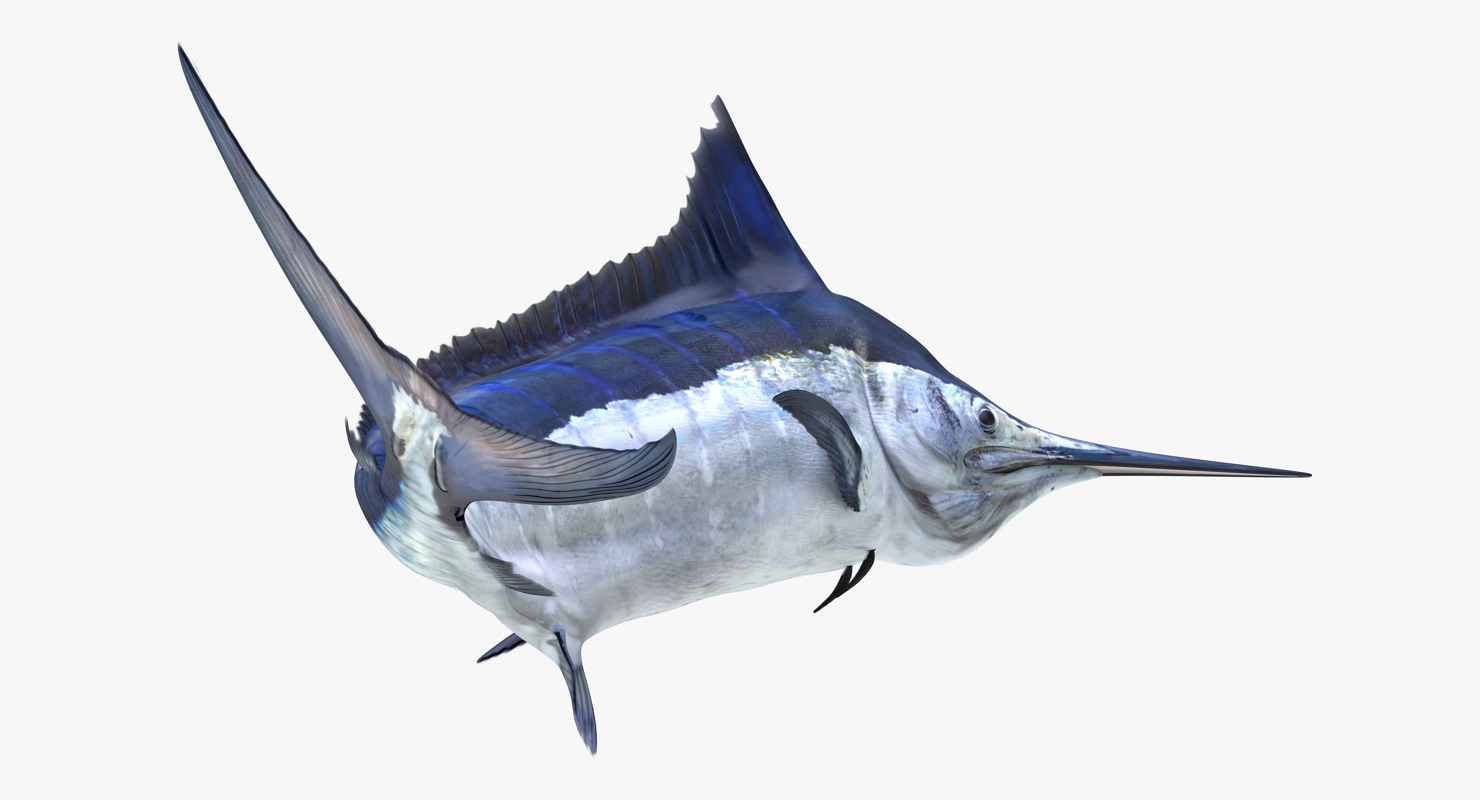 3D Blue Marlin Pose 3 model