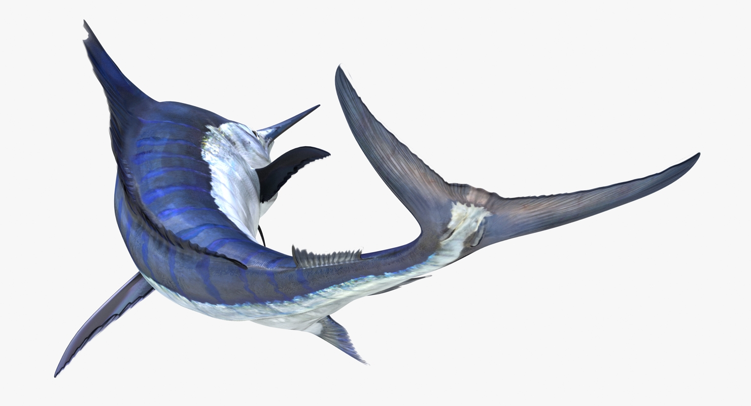 3D Blue Marlin Pose 3 model