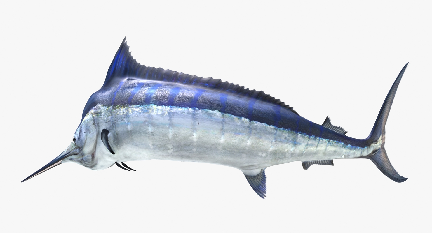 3D Blue Marlin Pose 3 model