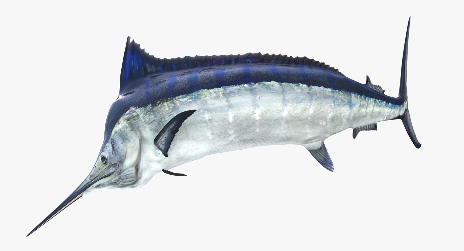 3D Blue Marlin Pose 3 model