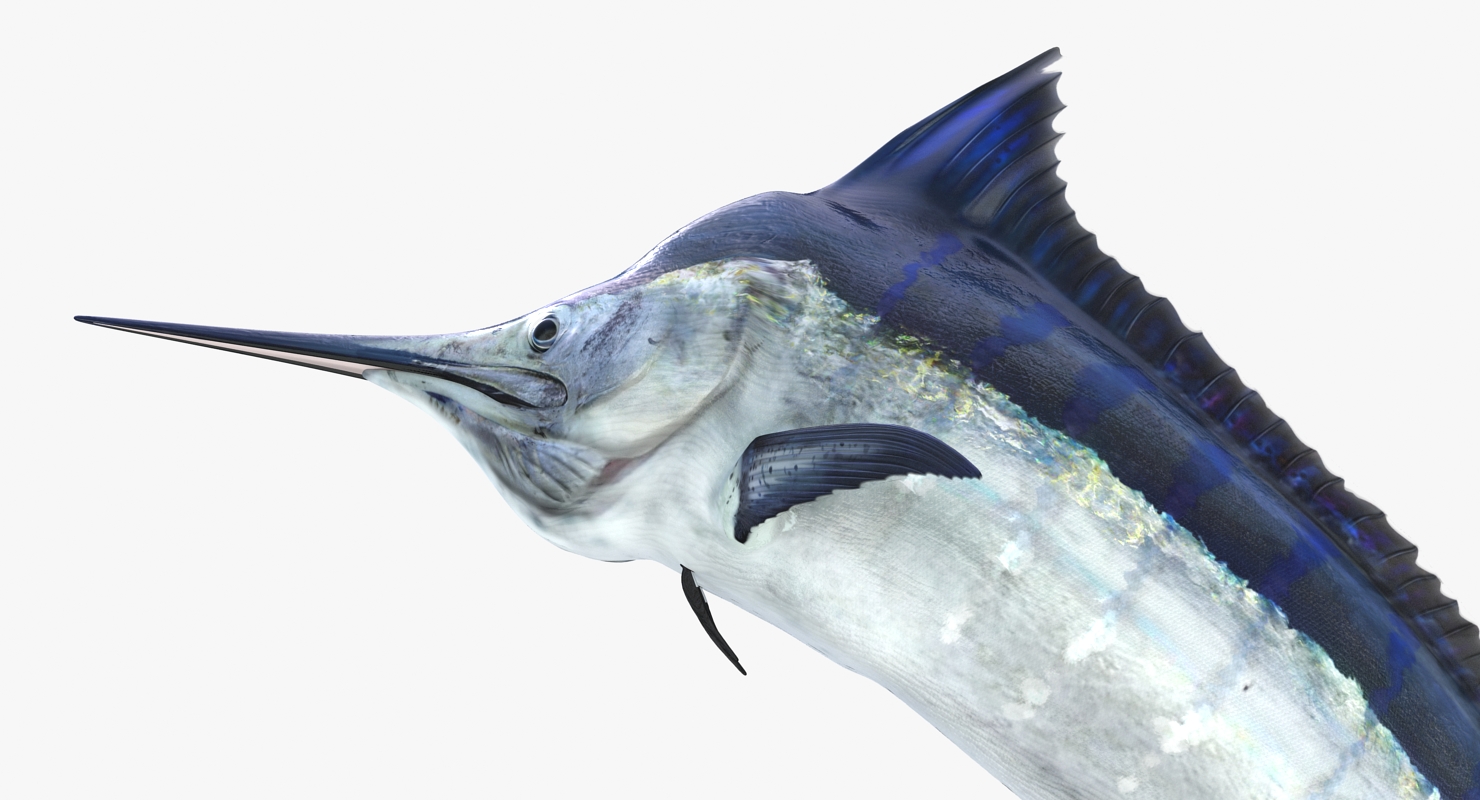 3D Blue Marlin Pose 3 model