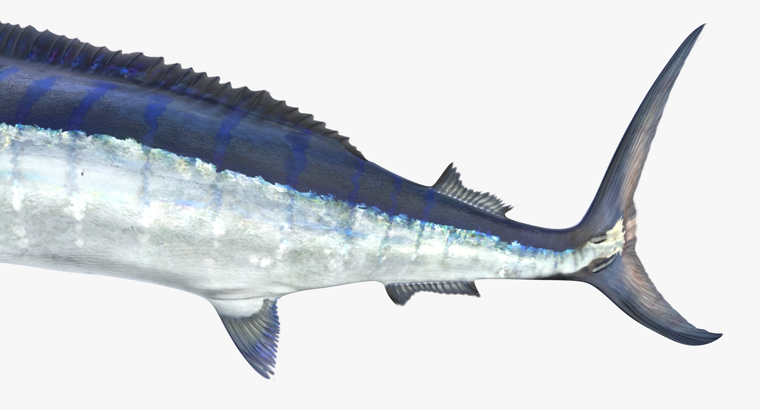 3D Blue Marlin Pose 3 model