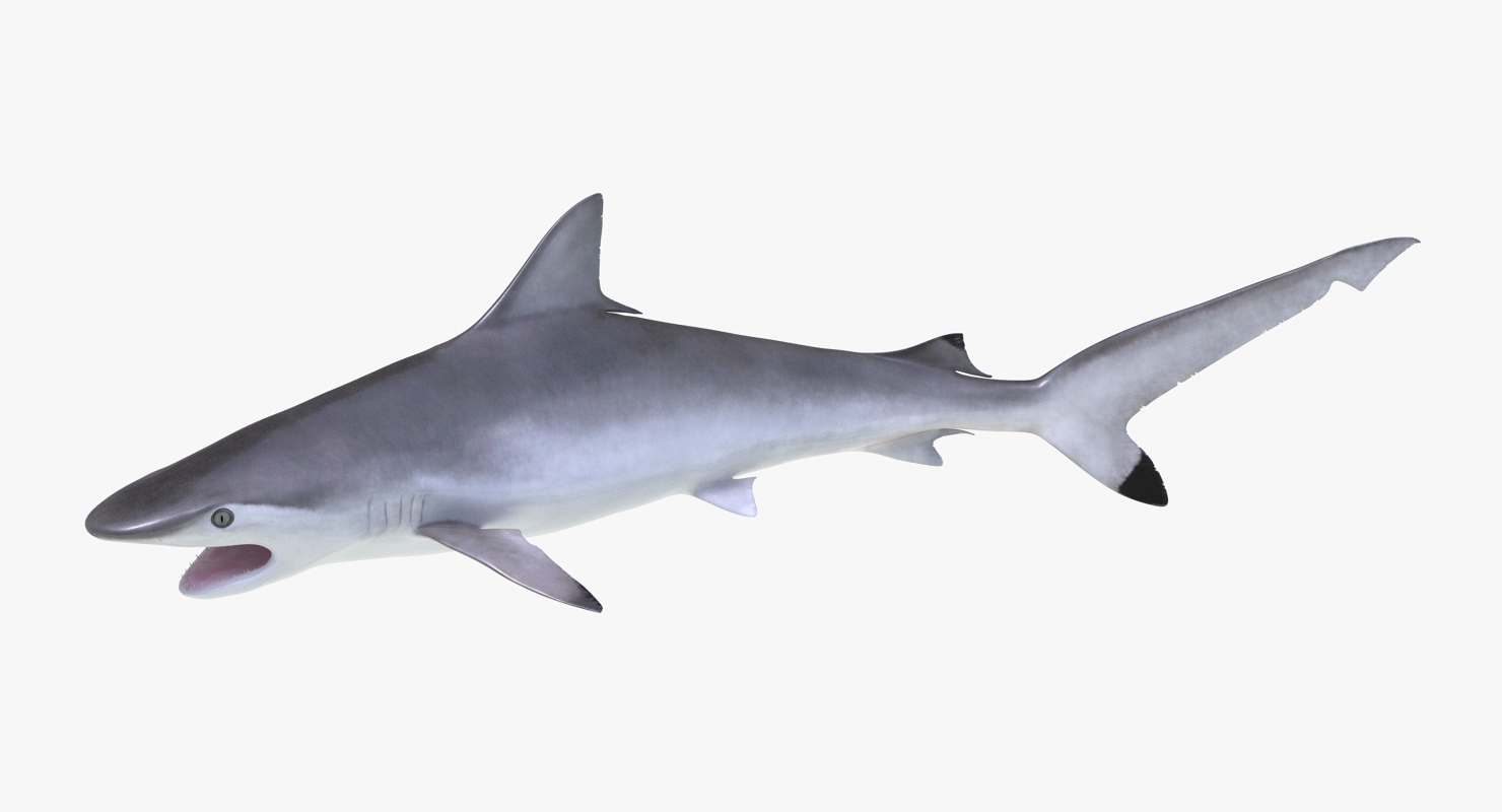 3D Spottail Shark Pose 2