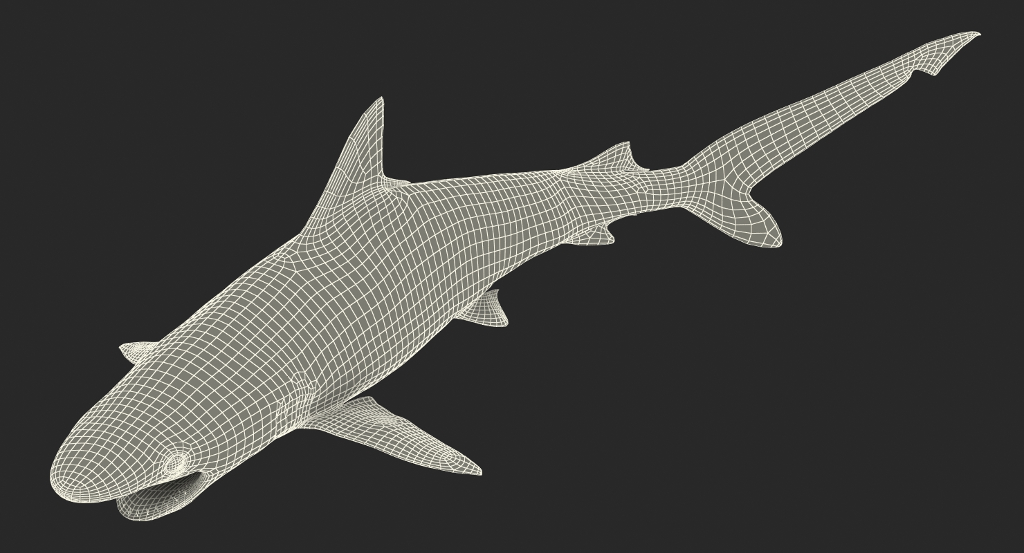 3D Spottail Shark Pose 2