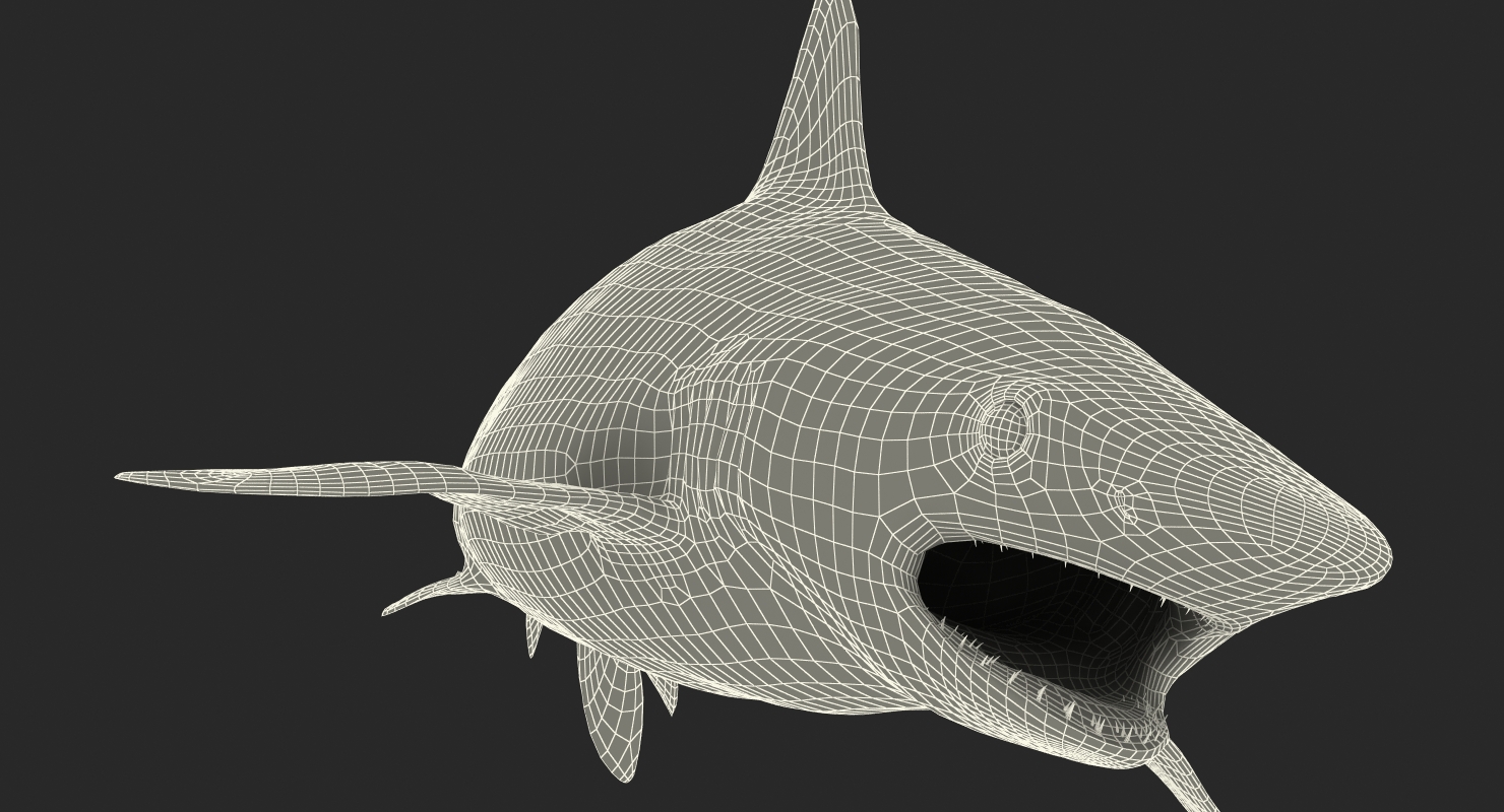 3D Spottail Shark Rigged