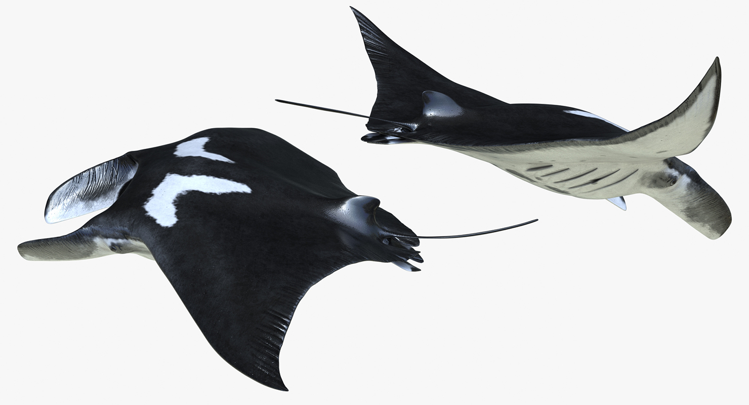 3D Manta Ray Rigged