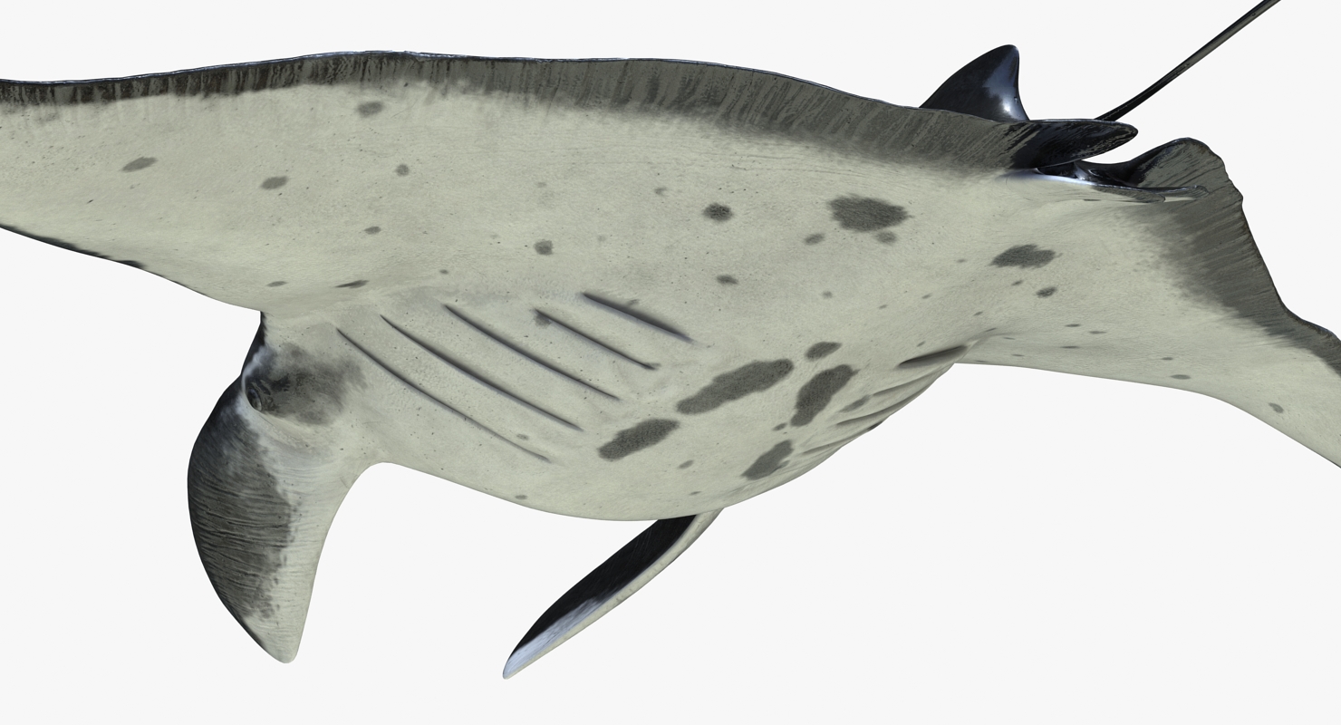 3D Manta Ray Rigged