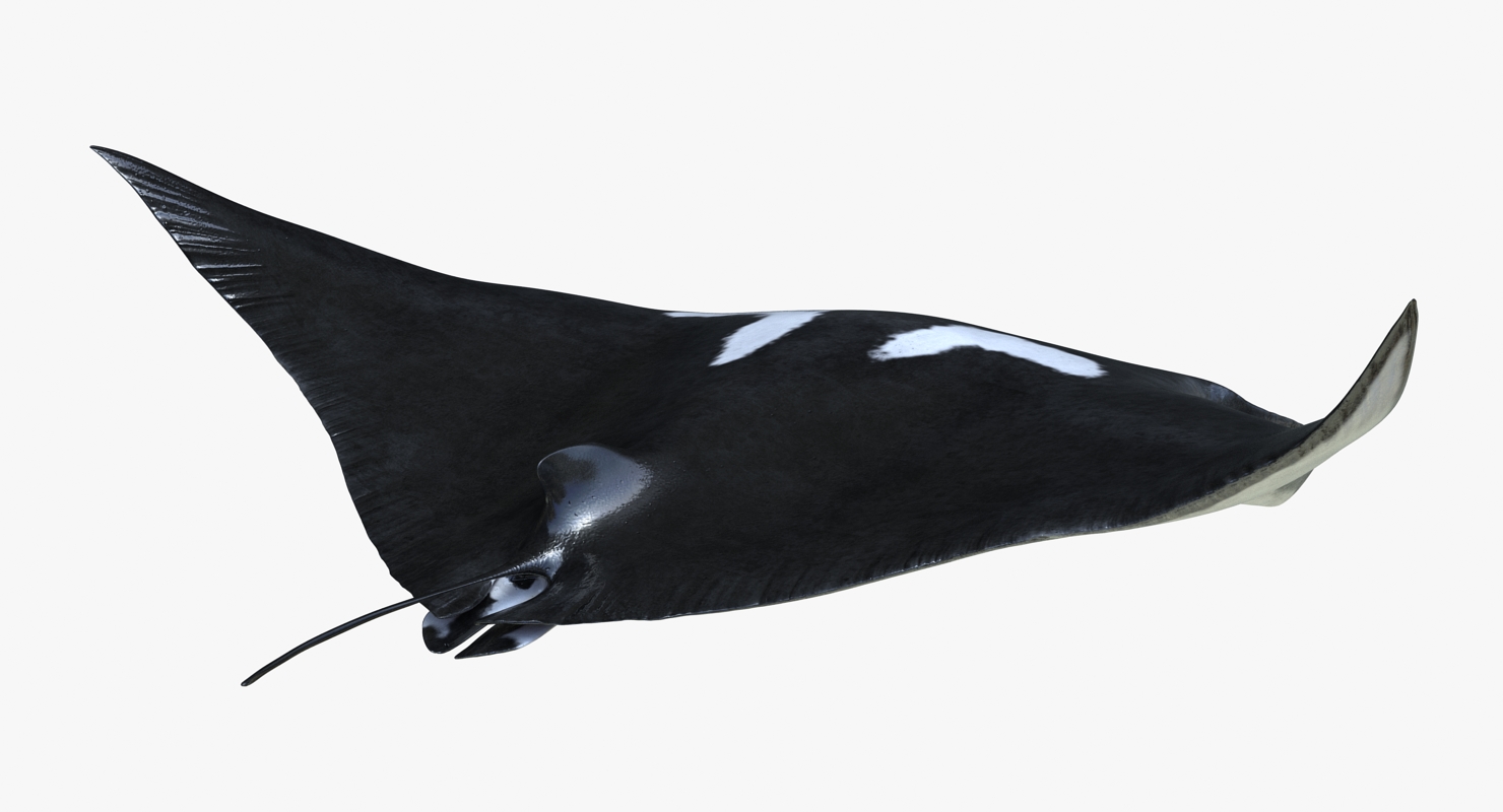 3D Manta Ray Pose 2