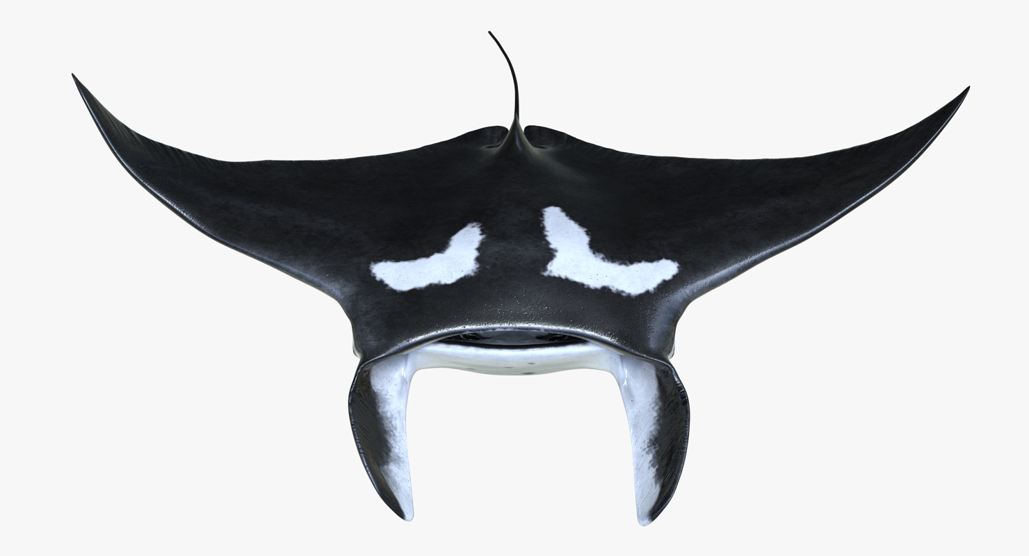 3D Manta Ray Pose 2